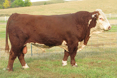 bull